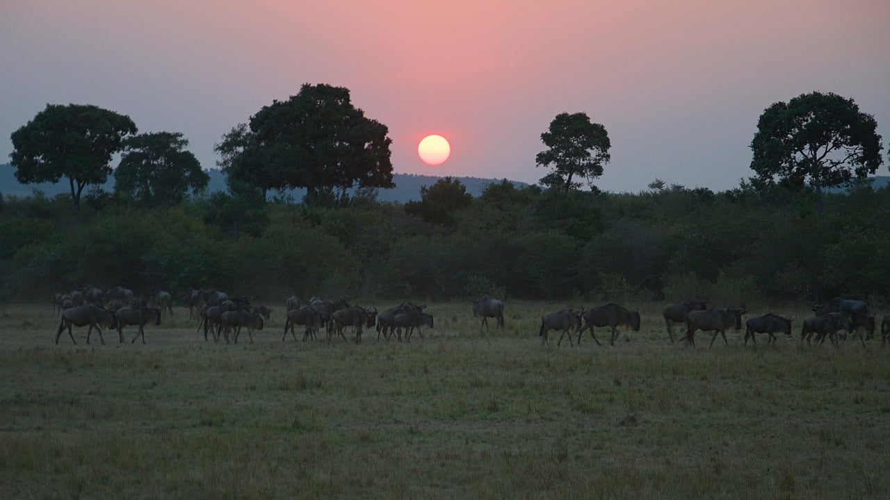 Tackling Biodiversity Loss: The Importance of Sustainable Hunting